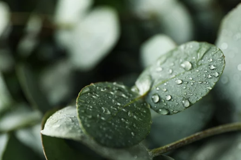 Eucalyptus Breeze #2