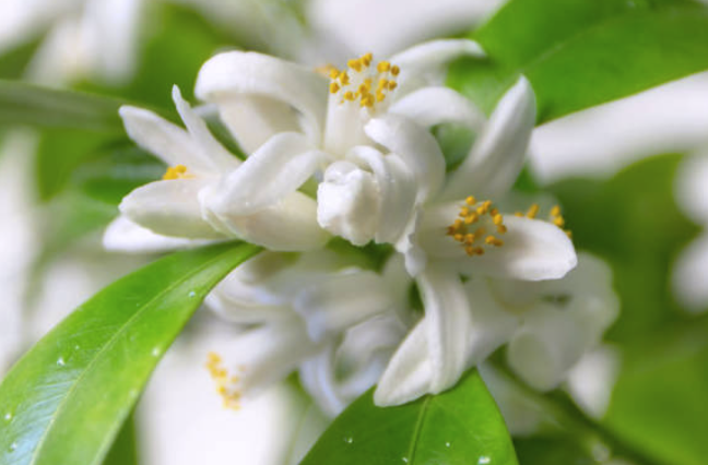Neroli